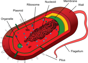 bacterialStructure